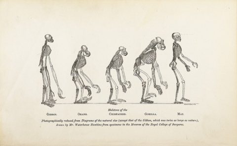 Evolution